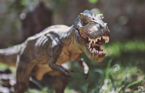 little_big_boy_junior